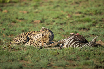 Cheetah eating a plains zebra