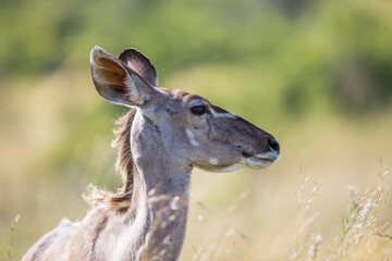 Female kudu portrait