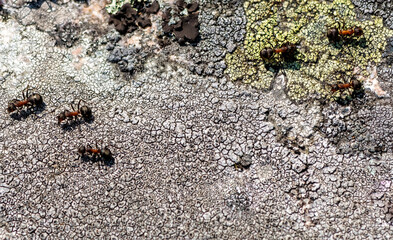 Lichens (Aspicilia cinerea) and ants on a rock outcrop