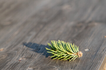 Pine branch on a wooden background with copyspace