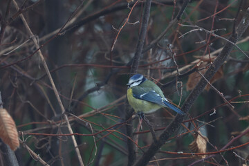Sleeping tit sits on a tree