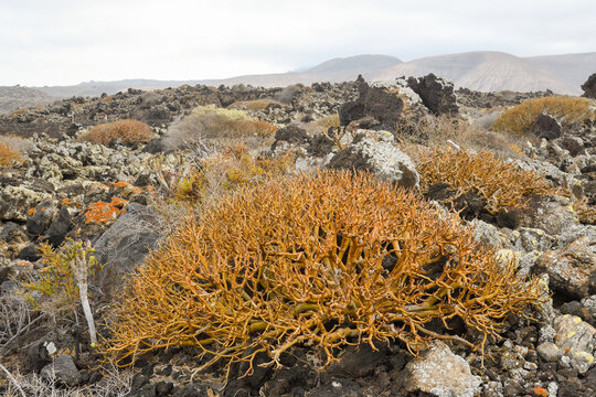 closeup of a tabaiba growing between the volcanic rock in Orzola, Lanzarote