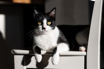 Young playful black and white cat enjoy the sunlights indoor
