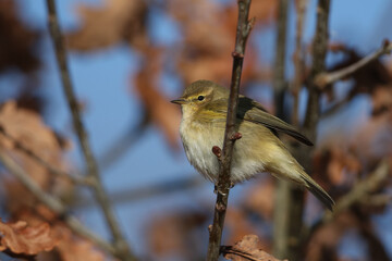 A Chiffchaff, Phylloscopus collybita, perched on a branch of a tree in winter.