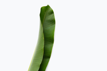 Heliconia leaf on white background.