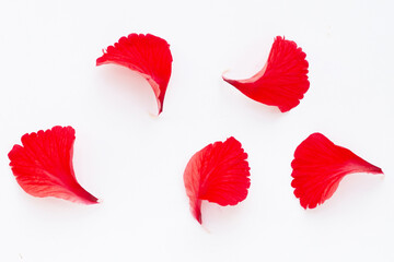 Obraz premium Red petals of hibiscus flower