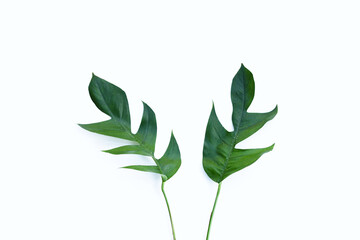 Monstera adansonii or monstera deliciosa liebm leaves on white background. Copy space