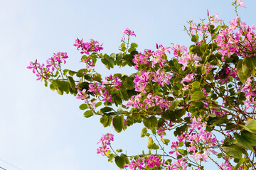 Bauhinia purpurea tree with pink flower