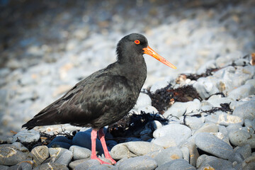 A Variable Oystercatcher from New Zealand