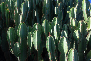 Mostly blurred closeup of Canary island spurge trunks. Euphorbia canariensis