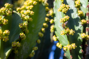 Closeup of bee pollinating yellow flowers of Canary island spurge on blue sky