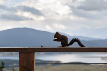 Écureuil roux mange les noix sur le balcon. Derrière les montagnes de Pyrénées au coucher de...