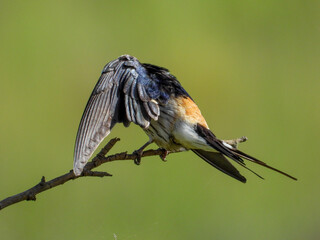 Greater striped swallow preening while perched on a twig isolated against a green background