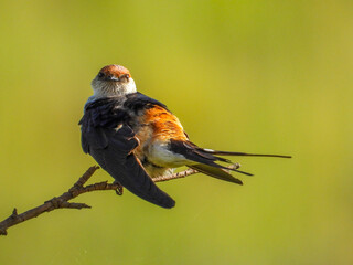 Greater striped swallow preening while perched on a twig isolated against a green background