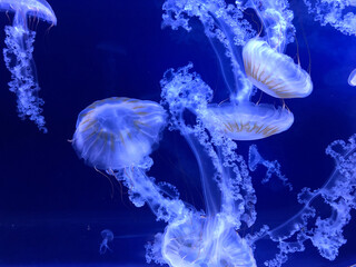 A swarm of jellyfish 
