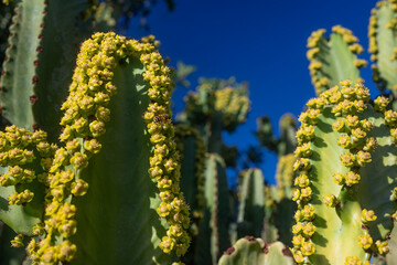 Closeup of bee pollinating yellow flowers of Canary island spurge on blue sky