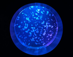 Jellyfish outside a submarine window 