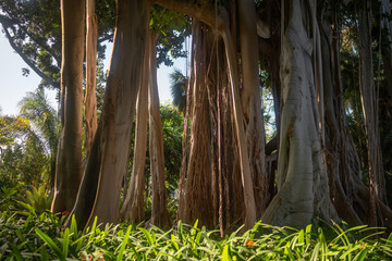 Ficus macrophylla f. columnaris, banyan tree or Lord Howe fig. Aerial roots - 564571393