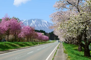 Foto op Plexiglas 桜並木と岩手山。雫石、岩手、日本。４月下旬。 © 義美 前田