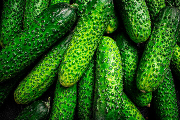 Young fresh cucumbers. Macro background. 