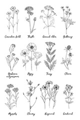 Wild flowers and meadow grasses poster. Thistle, poppies, carnation, ranunculus, cornflower, clover, wormwood