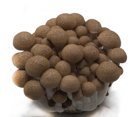 Beech Mustrom on White