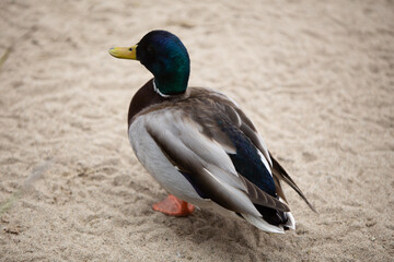 Mallard Duck on sand