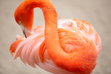 Pink Flamingo Grooming