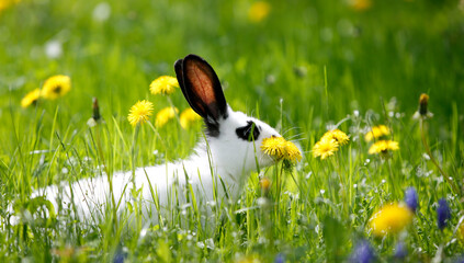 Kaninchen im grünen Gras mit Butterblumen