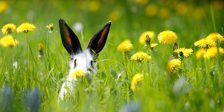Kaninchen im gr&uuml;nen Gras mit Butterblumen