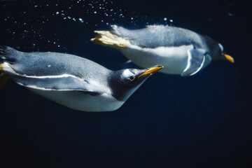 A couple of gentoo penguins (pygoscelis papua) swimming submerged underwater