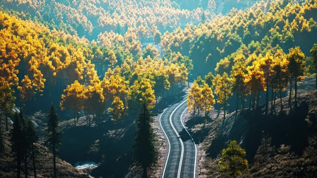 Yellow and green trees in autumn forest