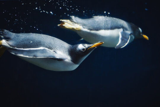 A couple of gentoo penguins (pygoscelis papua) swimming submerged underwater