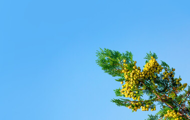 Fir branches close-up. Coniferous trees in the forest. Winter Christmas background. Christmas background, beautiful nature