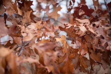Maple leaves in New England