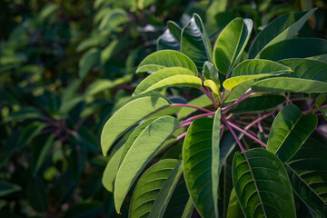 Glowing with sunlight fresh leaves of ombu or phytolacca dioica