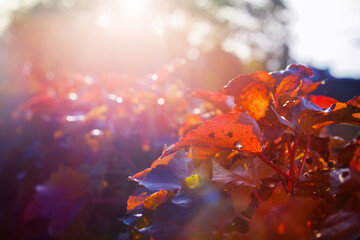 Sunset through red autumn leaves with flares and warm light