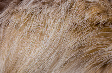 Animal fur close up. Background of gray sable and red fox or chinchilla wool, pile fur texture.