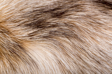 Animal fur close up. Background of gray sable and red fox or chinchilla wool, pile fur texture.