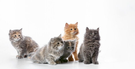 A group of colored kittens, gray, red spotted, on a white background, play, pose for the camera, copyspace.