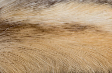 Animal fur close up. Background of gray sable and red fox or chinchilla wool, pile fur texture.