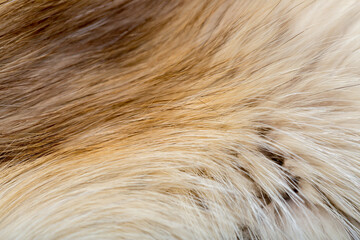 Fototapeta premium Animal fur close up. Background of gray sable and red fox or chinchilla wool, pile fur texture.