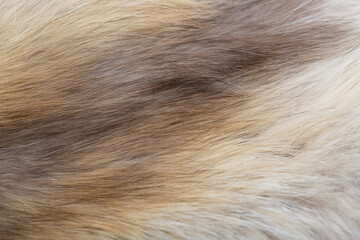 Animal fur close up. Background of gray sable and red fox or chinchilla wool, pile fur texture.