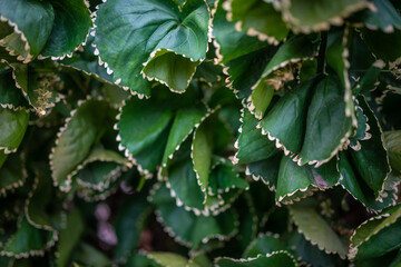 Mostly blurred unusual variety of Copper leaf plant with white toothed edges