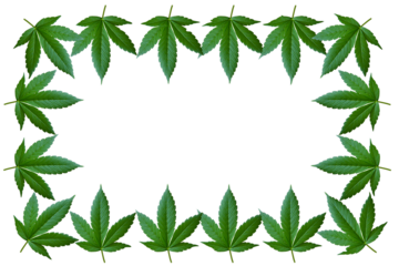Cannabis leaves in the form of a frame. Frame with Cannabis leaves.