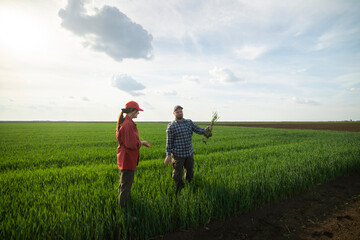 Young farmers examing planted young wheat