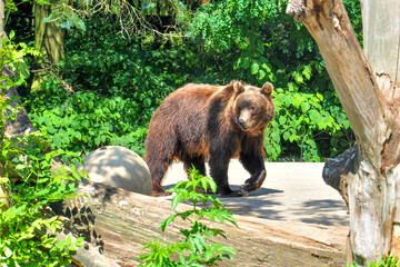 The Kamchatka brown bear or Ursus arctos piscator. Closeup of kamchatka brown bear. A big bear walks through the forest.