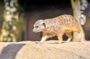 Playful meerkats in Africa. They bask in the sun, watch and play with their families.
