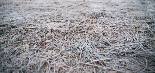 Frozen grass on the fields. Frosty winter morning macro. Cold weather background concept. Hoarfrost morning weather.