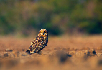 Short Eared Owl